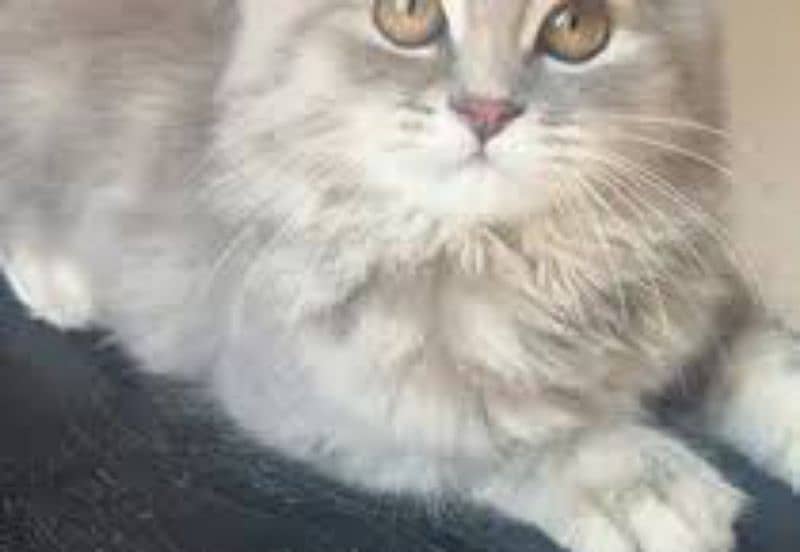 Persian female cat 2