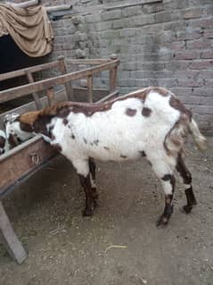 bakra