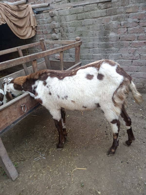 bakra age 10 month 0