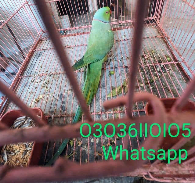 KoheNoor 0