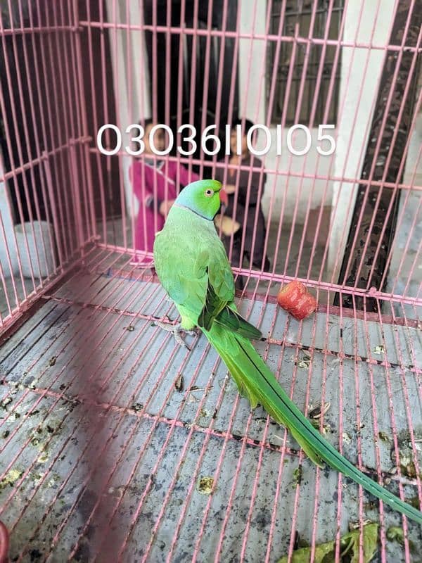 KoheNoor 2