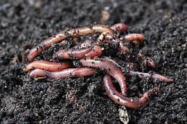 Vermicompost for sale