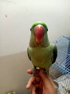 alexandrine female handtame parrot 1 year