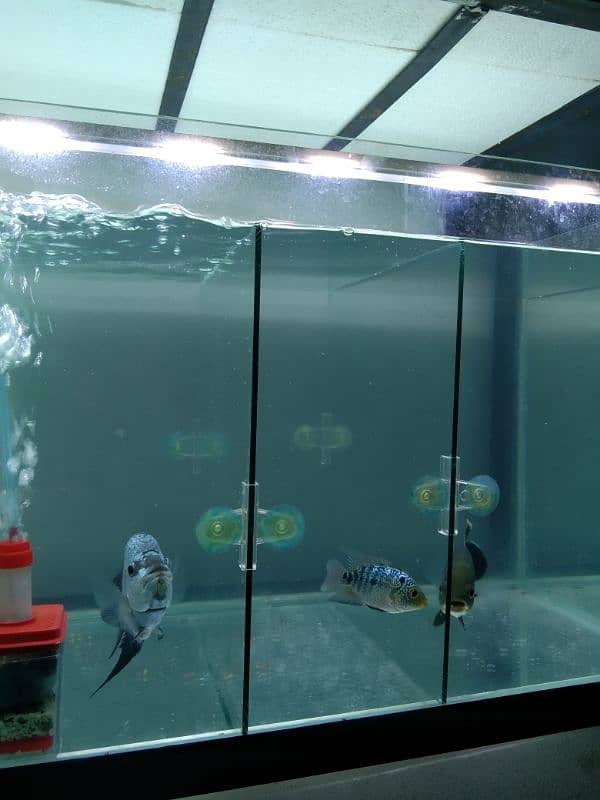 imported aquarium fishes available 10