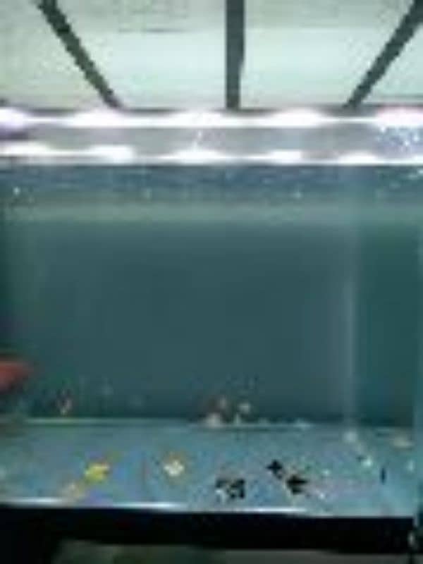 imported aquarium fishes available 11