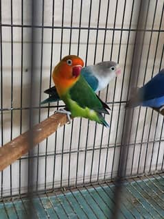 Lovebirds parrots pairs for sale