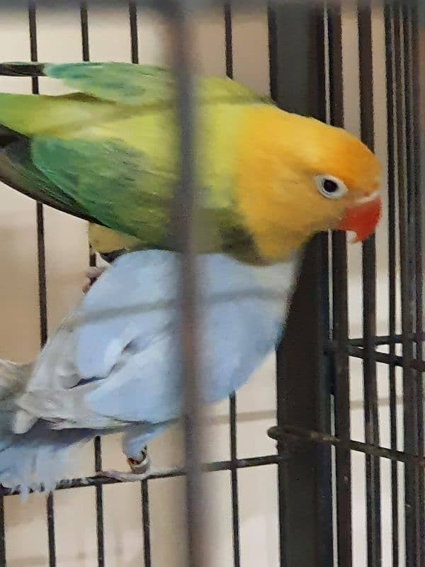 Lovebirds parrots pairs for sale 1