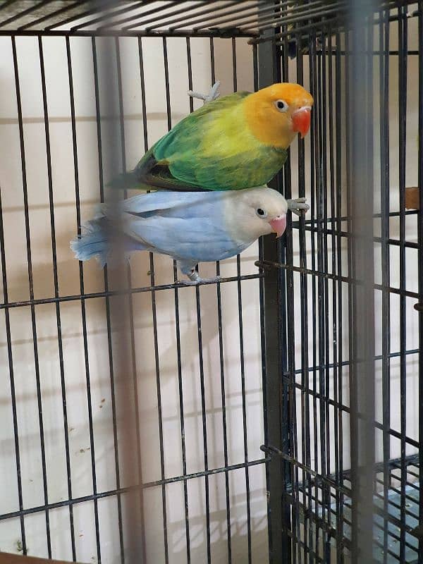 Lovebirds parrots pairs for sale 2