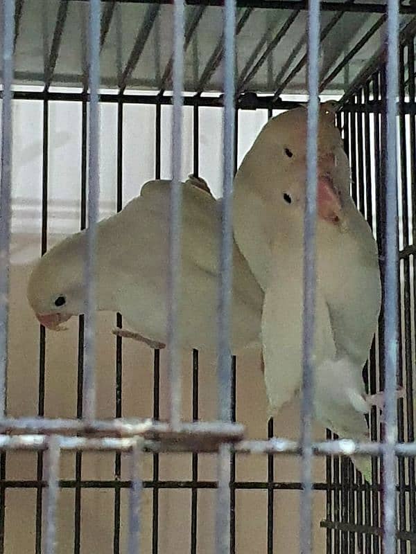 Lovebirds parrots pairs for sale 3