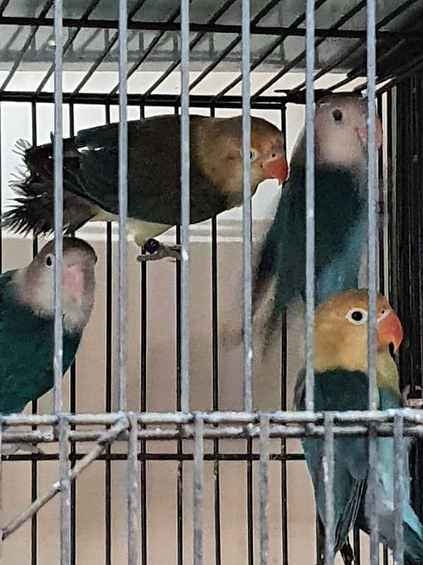 Lovebirds parrots pairs for sale 4