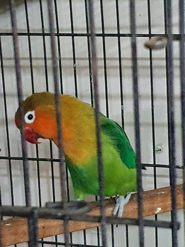 Lovebirds parrots pairs for sale 5