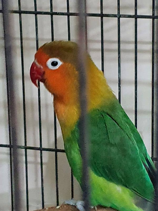 Lovebirds parrots pairs for sale 6