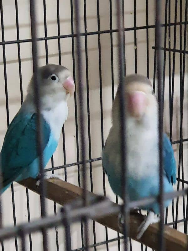 Lovebirds parrots pairs for sale 7