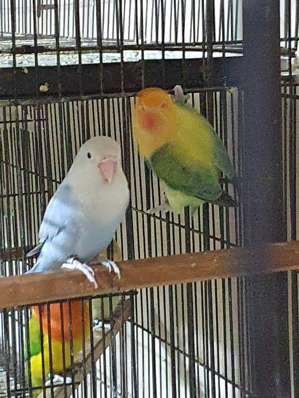 Lovebirds parrots pairs for sale 8