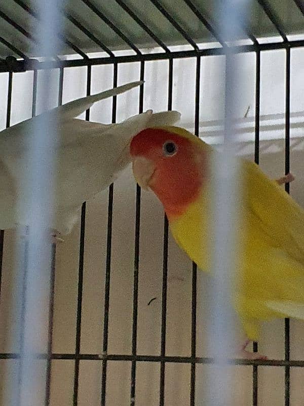 Lovebirds parrots pairs for sale 9