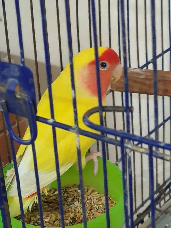 Lovebirds parrots pairs for sale 10