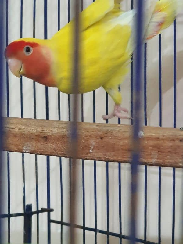 Lovebirds parrots pairs for sale 11