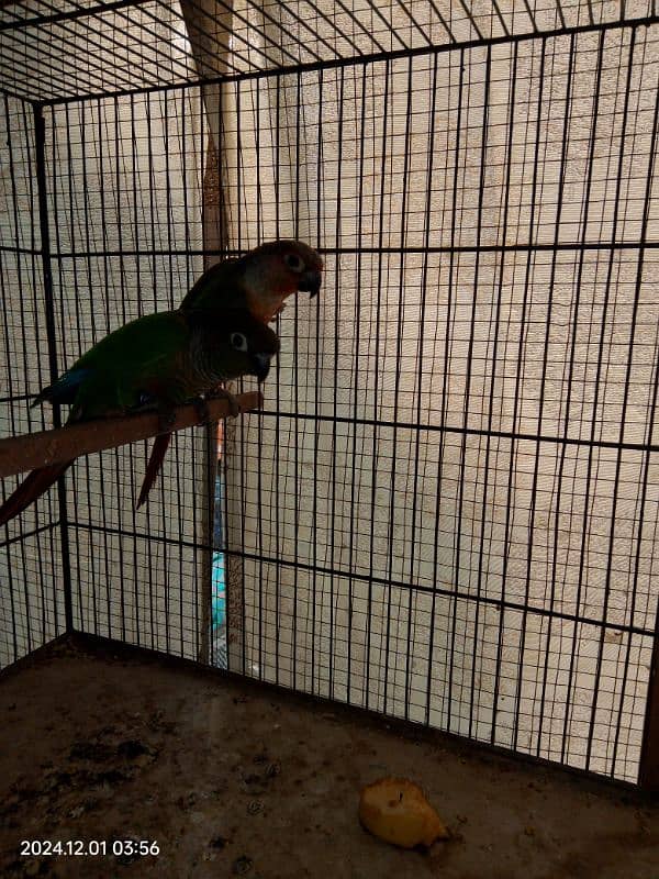 conure red factor 0