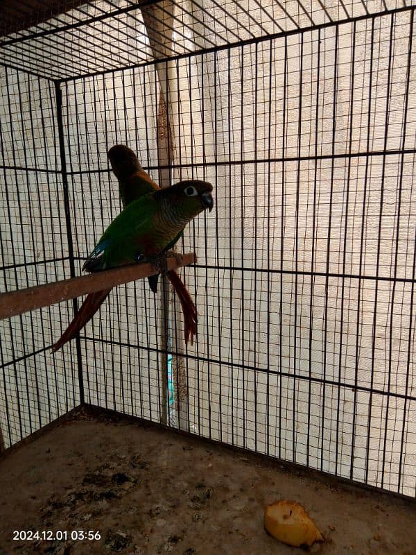 conure red factor 2