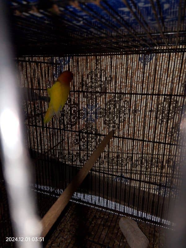 conure red factor 3