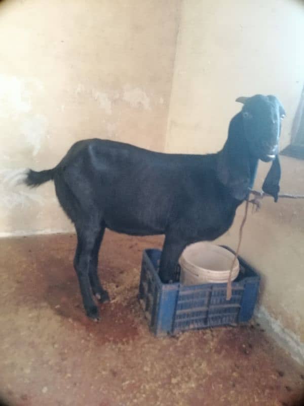 goats for sale all gaban 2