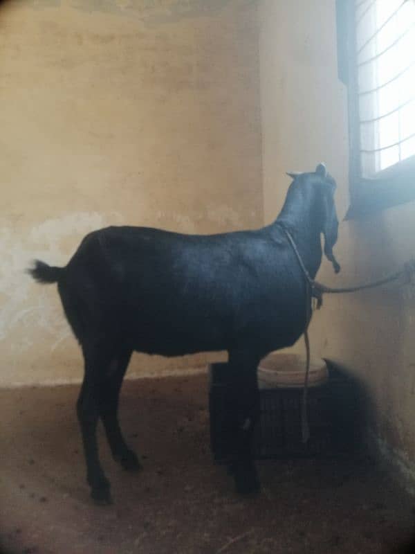 goats for sale all gaban 3