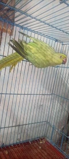 Ringneck adult female green & yellow cross | full active |