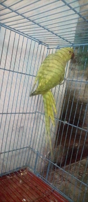 Ringneck adult female green & yellow cross | full active | 1