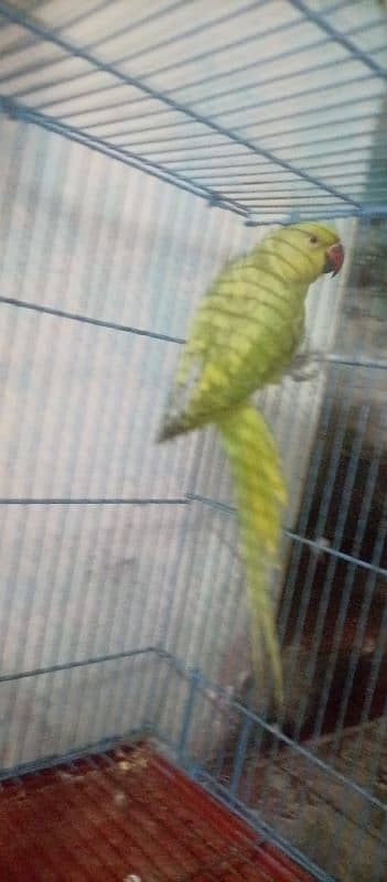 Ringneck adult female green & yellow cross | full active | 2