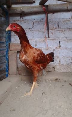 healthy and active Aseel hen only serious buying contact