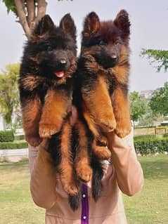 German shepherd puppies Double CoatMy WhatsApp number 03001868066