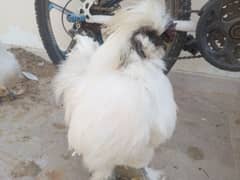 silkie