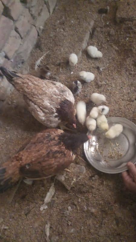 6 chick(03009676367) 0