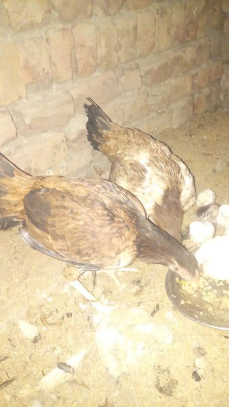 6 chick(03009676367) 1