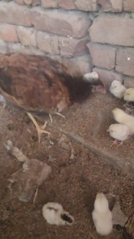 6 chick(03009676367) 3