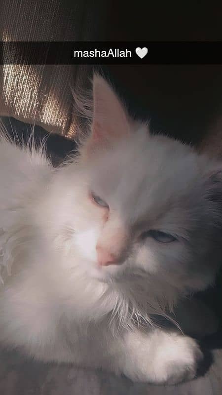 blue eyes Persia cat available 0