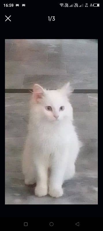 blue eyes Persia cat available 3