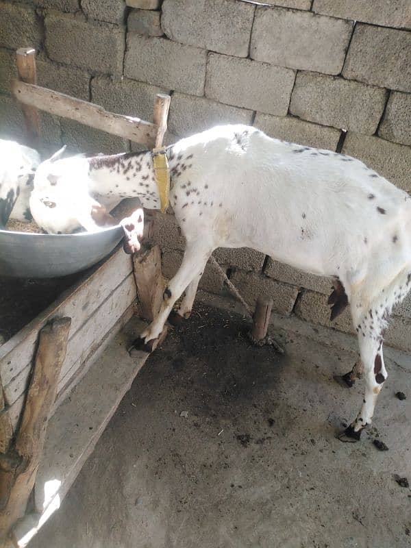 betal bakri for sale 1