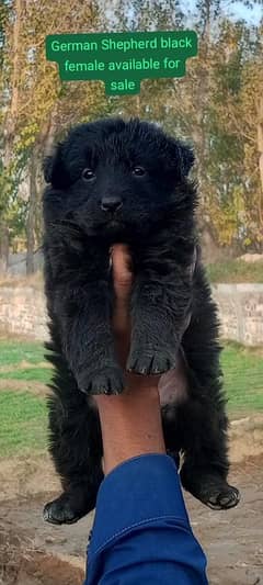 black German shepherd long coat