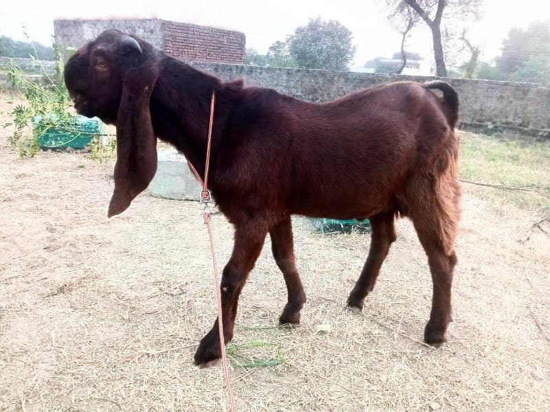 goat for sale 03445606420 0