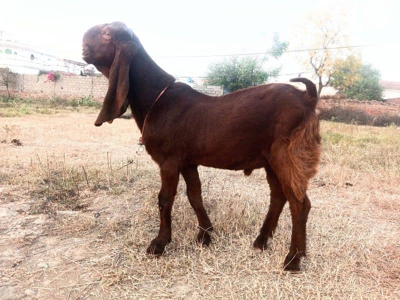 goat for sale 03445606420 1