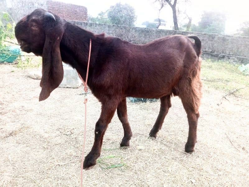 goat for sale 03445606420 2