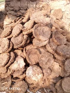 cow dung(pathi)