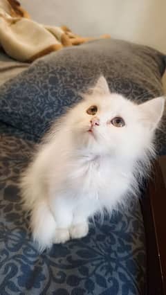 Male Persian kitten