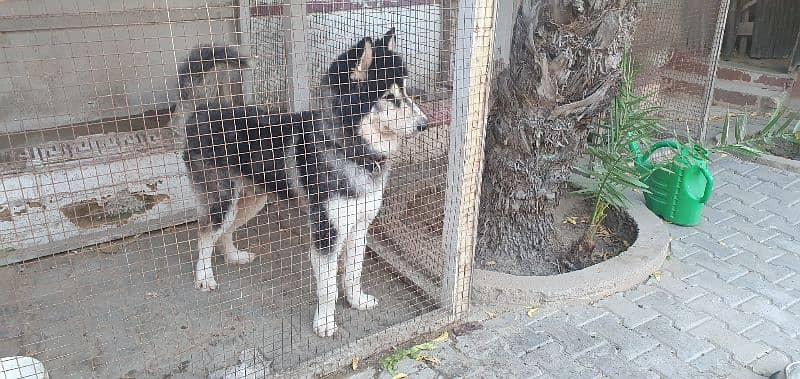 siberian husky pure breed 0