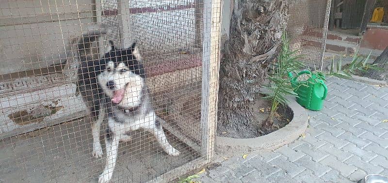 siberian husky pure breed 1