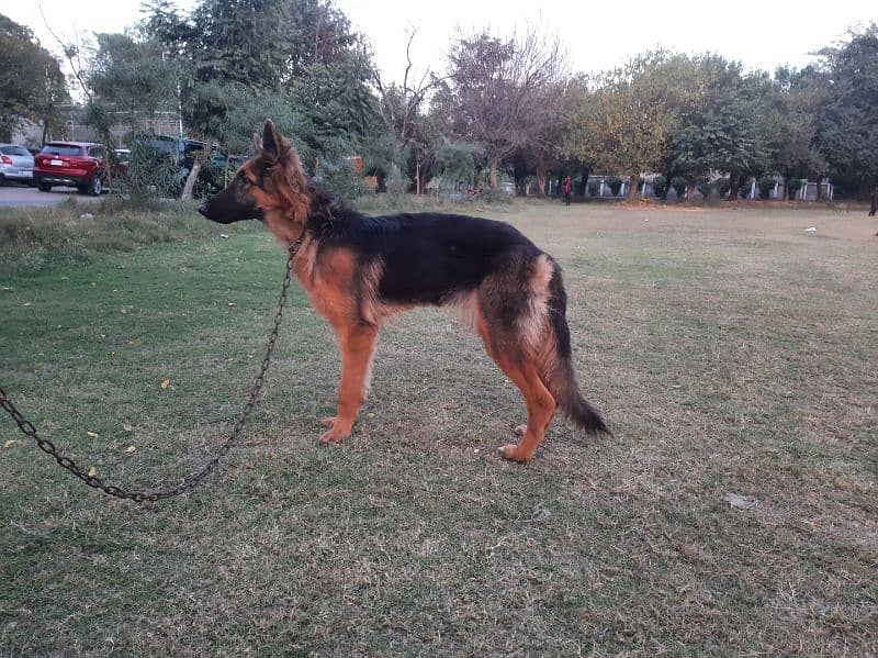 German Shepherd Female 1