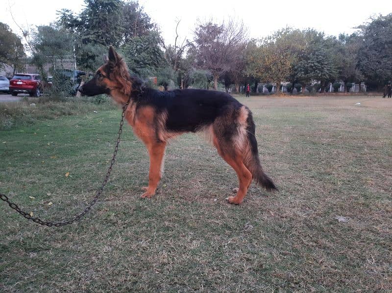 German Shepherd Female 2