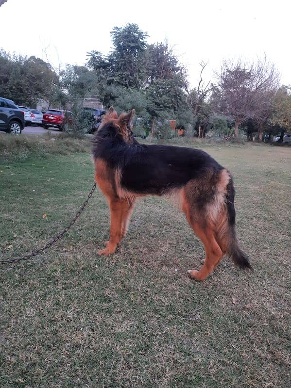 German Shepherd Female 3