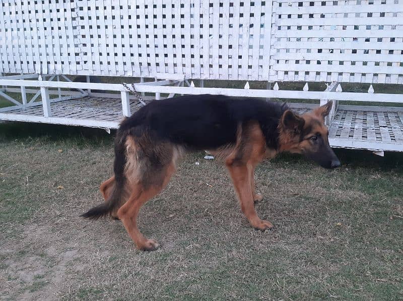 German Shepherd Female 4